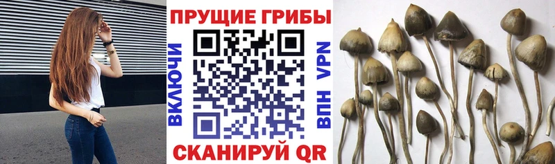 Псилоцибиновые грибы Psilocybine cubensis  даркнет какой сайт  Апатиты 